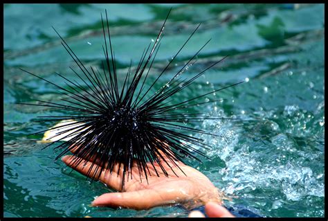 can sea urchins feel pain 3