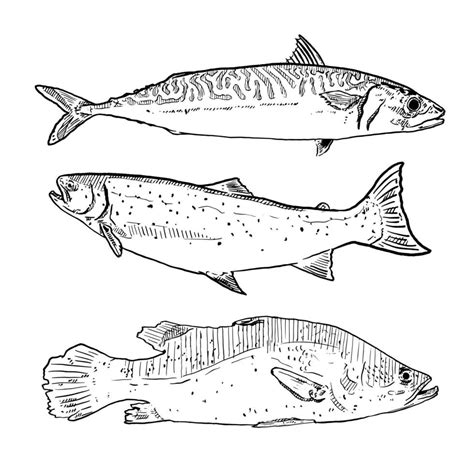 Set Of Sketch And Hand Drawn Seafood Element Mackerel Salmon And