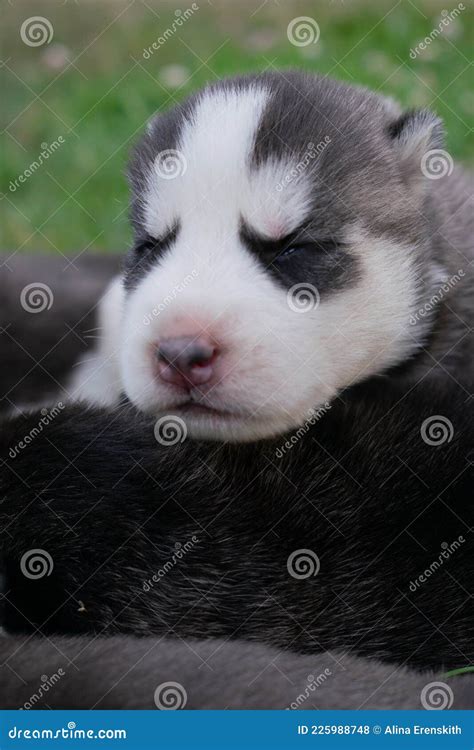 Siberian husky puppies stock photo. Image of puppies - 225988748