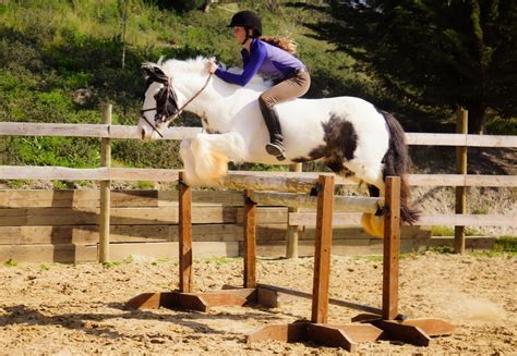 The Gypsy Vanner A Colorful History Slo Horse News