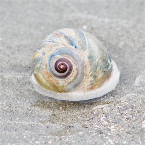 Moon Snail Shell Photograph by Modern Art