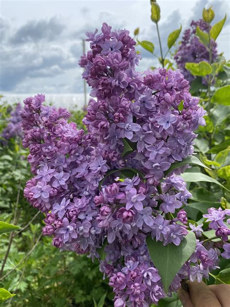 Саженцы сирени - Орехоплодный питомник