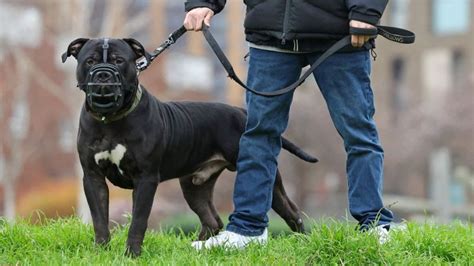 dog attacks      protect  bbc news