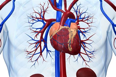 Uk Ad Krwiono Ny Cz Owieka Anatomia Budowa I Funkcje