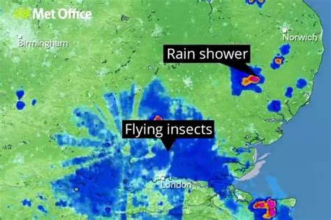 Mile Long Swarm Of Flying Ants Heading For Britain And More Could Be