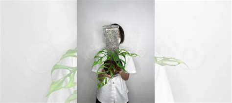 Монстера обликва перу купить в Москве | Товары для дома и дачи | Авито