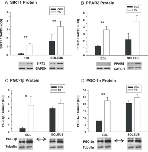 Protein Levels Of Intracellular Mediators Of Oxidative Metabolism