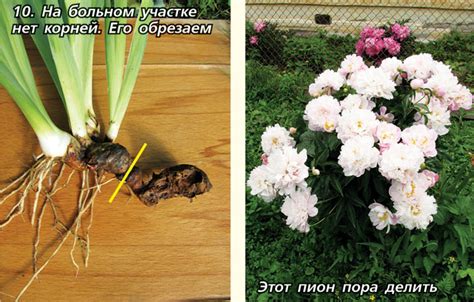 Как делить многолетники