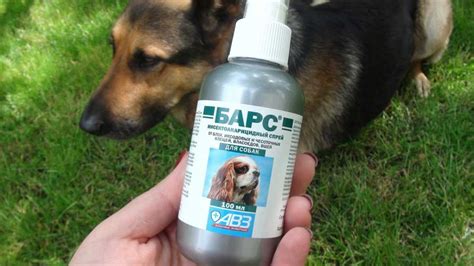 Средства от клещей для собак: эффективные препараты и народные средства