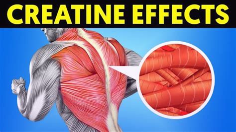 What Happens To Your Body When You Take Creatine Every Day For Muscle