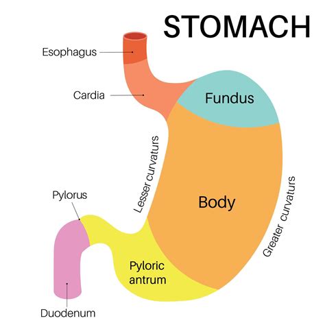 section of the stomach. 48074100 Vector Art at Vecteezy
