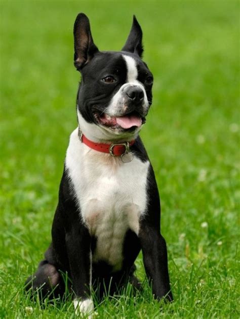 5 Adorable Boston Terrier Colors You Wont Resist Breed Atlas