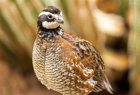About QHF – Quail Hunting Florida