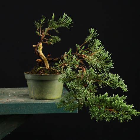 Parsonii Juniper Pre Bonsai Underhill Bonsai Llc