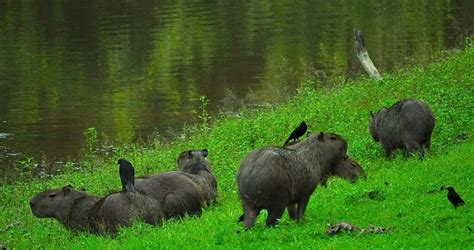 Are Rodents Mammals Or Not Capybara Tips