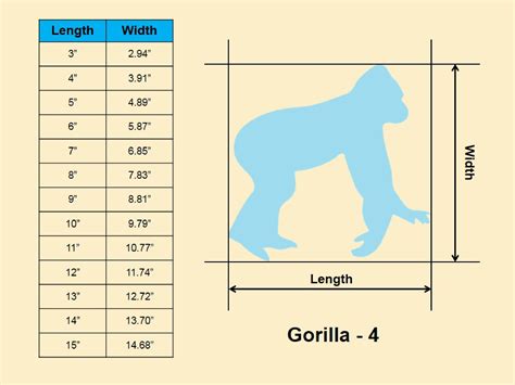 silverback gorilla size compared human 4