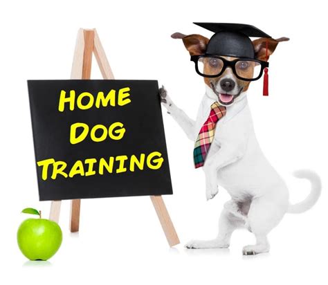 Dog Training North Georgia | In Home Dog Training | Dog Training ...