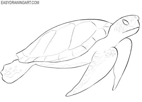 How To Draw A Sea Turtle Easy Drawing Art Turtle Drawing Sea