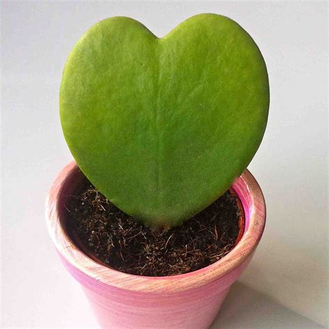 Hoya Kerrii Heart Leaf Sweetheart Hoya Succulent Plant