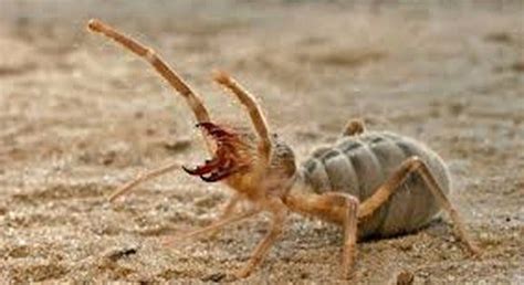 THE SECRET WEAPON OF NATURE IN IRAQ:CAMEL SPIDERS – Sandra Maksimovic ...