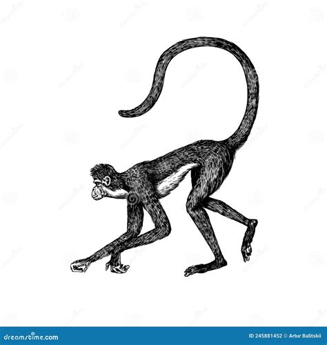 Spider Monkey Isolated Wild Ape With Long Tail Vector Illustration