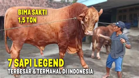 Rekor Sapi Terbesar Belum Pecah Inilah Sapi Kurban Legend Terbesar