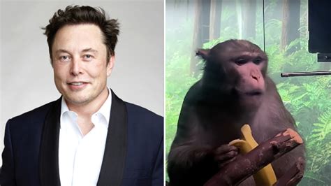 Extreme Suffering 15 Of 23 Monkeys With Elon Musks Neuralink Brain