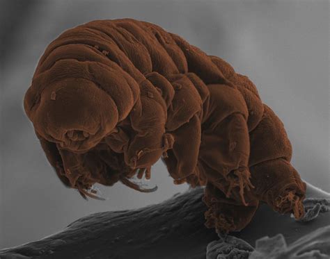 Secrets Of The Amazing Tardigrades Revealed By Their Dna