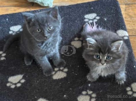 Beautiful Kittens Siberianbshrussian Blue Mix In Bromley On Freeads