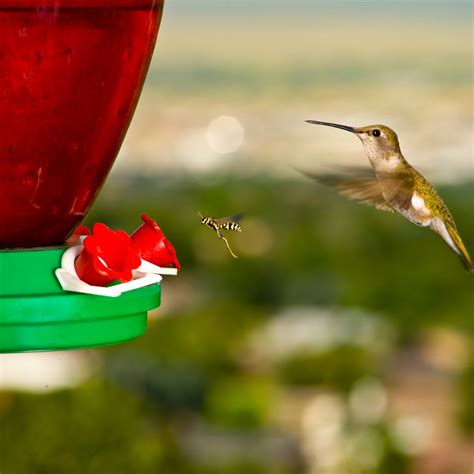 How Do You Keep Wasps Away From Hummingbird Feeders