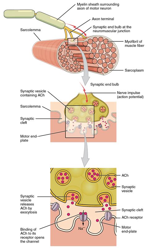 Skeletal Muscle · Anatomy and Physiology