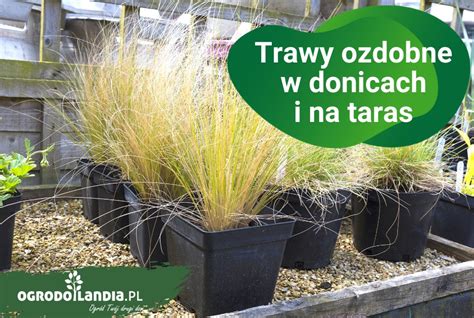 Trawy Ozdobne W Donicach Na Taras I Na Balkon Ogrodolandia Pl