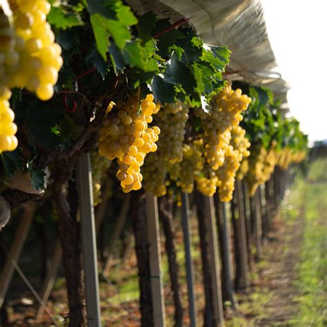 Coldiretti Puglia Vino Inaccettabile Prezzo Al Ribasso Delle Uve