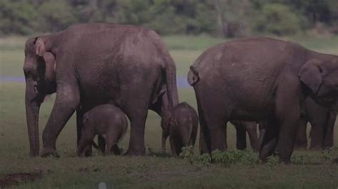 අලි මිනිස් ගැටුම හිසට වෙඩි තබා ඝාතනය කළ කෙනරගේ කුස තුළ මාස තුනක කළලයක්