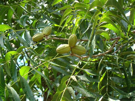 Green Pecans: Why Are They Falling & What to Do With Them? - Bag-A-Nut