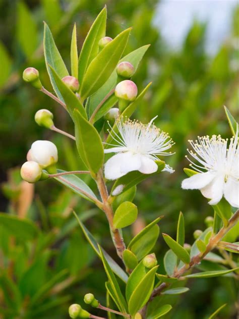 You’ll Never Look at Myrtle the Same Again After Seeing THESE 7 Genius