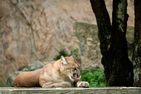 puma climbing stock  pictures royalty  images istock