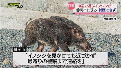 県内でクマやイノシシの目撃情報相次ぐ警察や自治体が警戒し注意呼びかけ（静岡県） Youtube