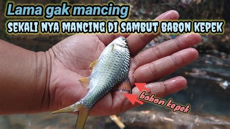 Lama Gak Mancing Alhamdulillah Sekali Mancing Dapat Sambaran Babon