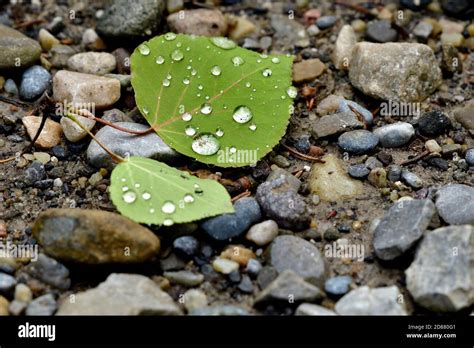 Gotas de agua descansando en una hoja de álamo después de un Tormenta