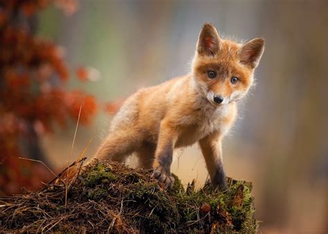 cute animal wallpaper fox 9
