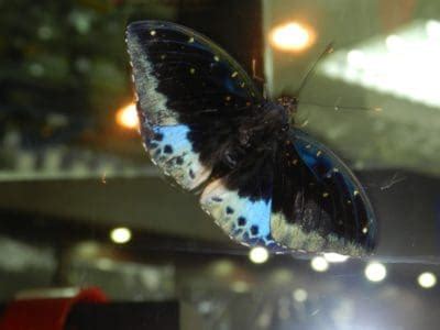 moth animal facts lepidoptera   animals