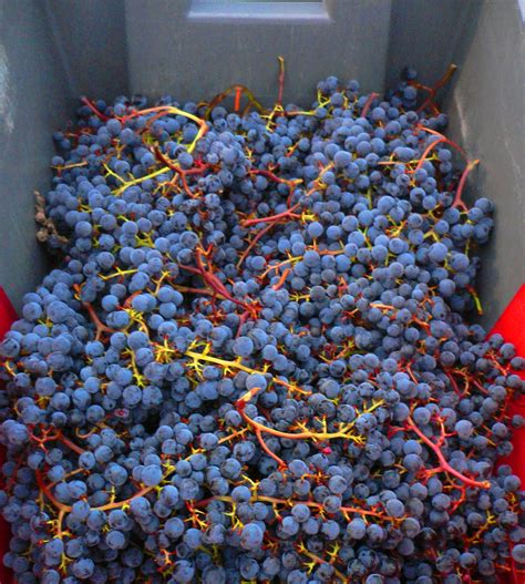 Malbec Wine Grapes, Flavor, Character, History, Wine Food Pairing