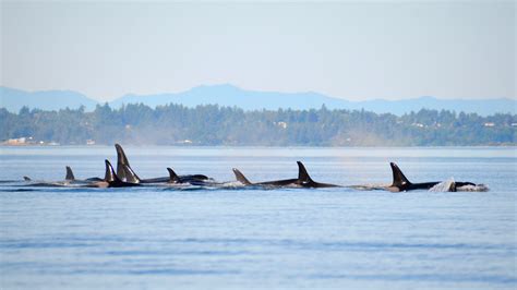 Washington’s Resident Orca Population Drops To All-Time Low After Three ...