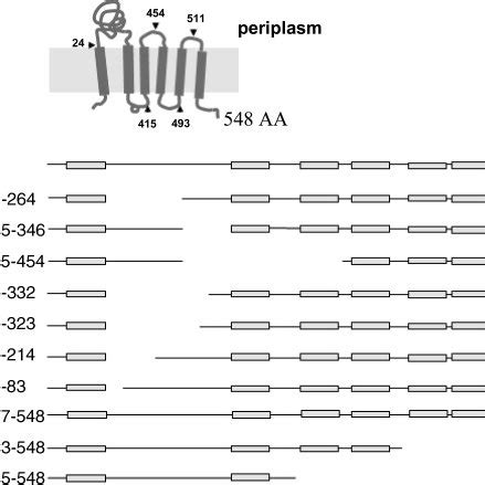 Mutants Of Yidc Schematic Representation Of The Membrane Topology A