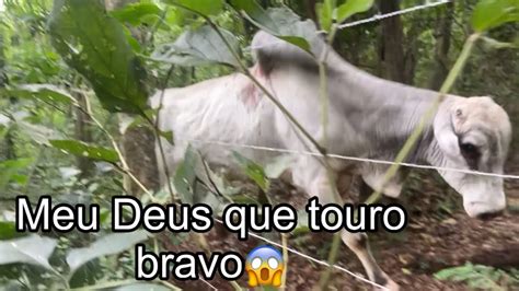 Conseguimos Capturar O Touro Bravo Mas Infelizmente O Pior Aconteceu