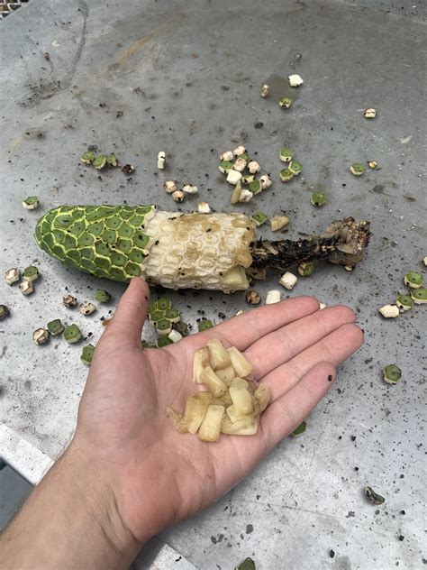 Is this bay laurel? (Laurus nobilis) : r/foraging