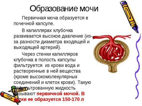 Запах мочи при цистите у женщин: какой цвет, причины появления