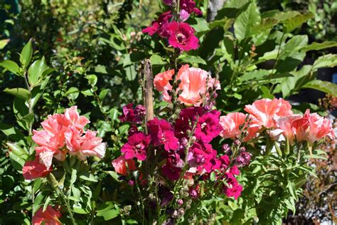 Кларкия на клумбе (69 фото) » НА ДАЧЕ ФОТО