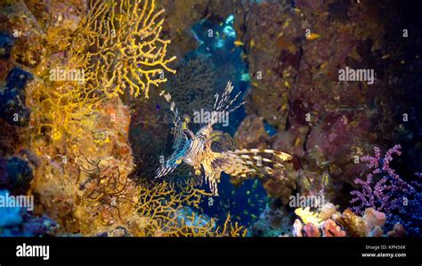 African Lionfish On Coral Reef Stock Photo Alamy